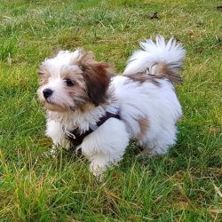 Havanese puppies available Text or WhatsApp at.... +1(5xx) xx4-36xx