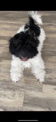 Pure Bred Havanese Puppy, Four Months
