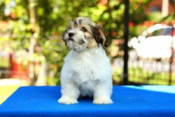 Bichon Havanese Kennel -Shining Star in the Sky- presents you: