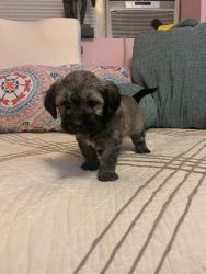HAVANESE PUPPY FOR SALE