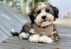 Microchipped Havanese Puppies For Sale
