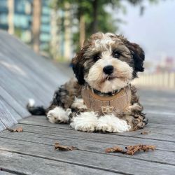Beautiful Male an Female Havanese and Havapoo Puppies