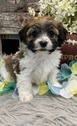 Male and Female Havanese for sale.