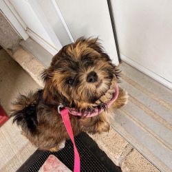 Beautiful Havanese puppy for sale