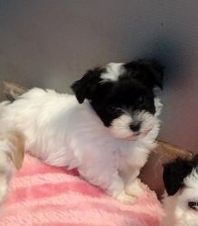 AKC Registered Havanese Puppies Available