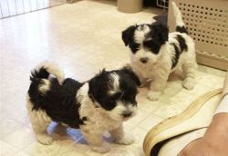 Havanese puppies for adoption
