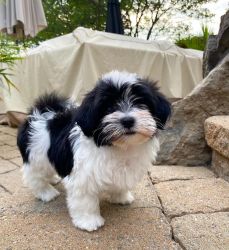 Beautiful Male an Female Havanese and Havapoo Puppies