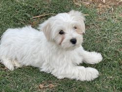 Have A Havanese Puppy