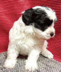 AKC Lilly , havanese puppy
