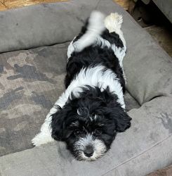 AKC Havanese puppies for sale, born on 2/16/23.Four girls & two boys!
