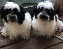 Havanese Boys Looking for Families!