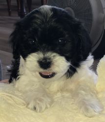 Havanese mix with a Yorky poo for sale