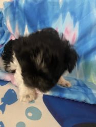 Akc Havanese male Willy