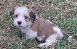 Have A Havanese Puppy