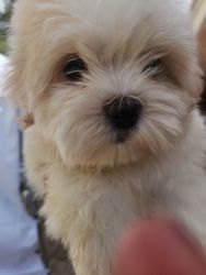 Shih tzu havanese mix puppies very lovable and cute ...