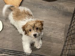 Hudson the adorable Male Havanese Puppy