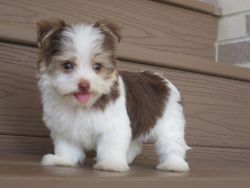 Outstanding males and females Havanes puppies for sale