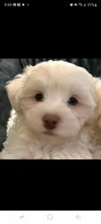 Blue eye white puppy for adoption