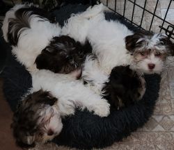 Havanese puppies ready to go home