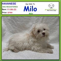 Say Hello To: Milo