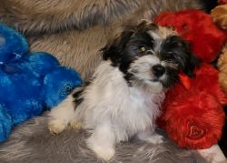 Havanese puppies in St. Louis, MO