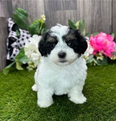 Adorable Havanes Puppies Available.