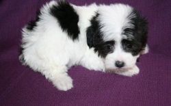 Pretty Havanese puppies available now.