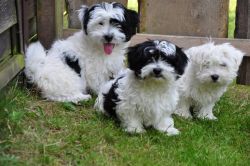 12 weeks old havanese puppies available