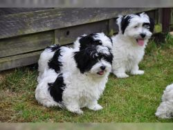 havanese puppies for you
