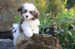 Havanese puppies for adoption