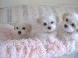 Male And Female Havanese Puppies For Sale