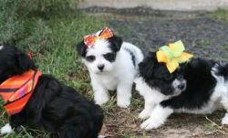 personality Current vaccinations Havanese