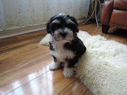 Male and Female Havanese puppies for adoption