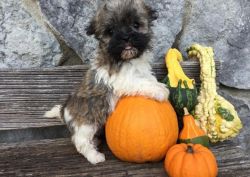 Well Mannered Havanese Pups Available