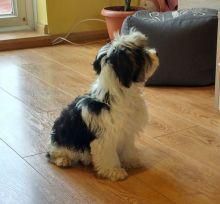 Pure Havanese Puppies Looking New Homes