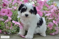 Havaton puppies for sale