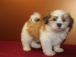 Havanese Puppy Boy For Sale