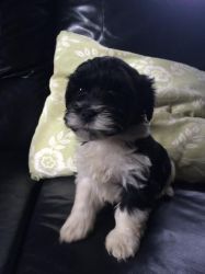 Havanese Puppies available for sale