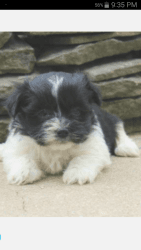 Havanese puppy Rachel in Pennsylvania