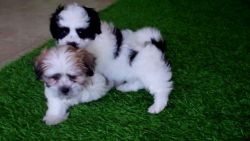 Beautiful Havanese Puppies