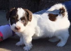 Clean white and brown Havanese puppies available