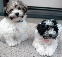 Pure Havanese Puppy Girls and boys