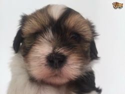 beautiful havanese puppy for sale