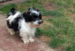 adorable havanese puppy for love ly hom