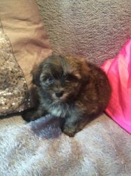 Havanese Pups For Sale - Ready Now