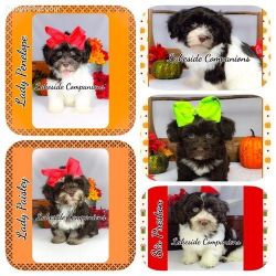 Male and female Healthy Havanese puppies