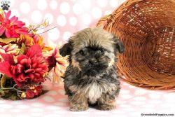 Lillian (Havanese Puppy)
