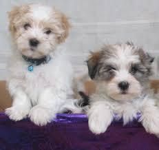 Tiny Havanese Puppies ready for Sale