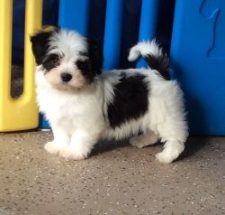 Sweet Home Havanese Puppies For Sale
