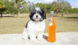 the perfect forever home for our adorable Havanese pup